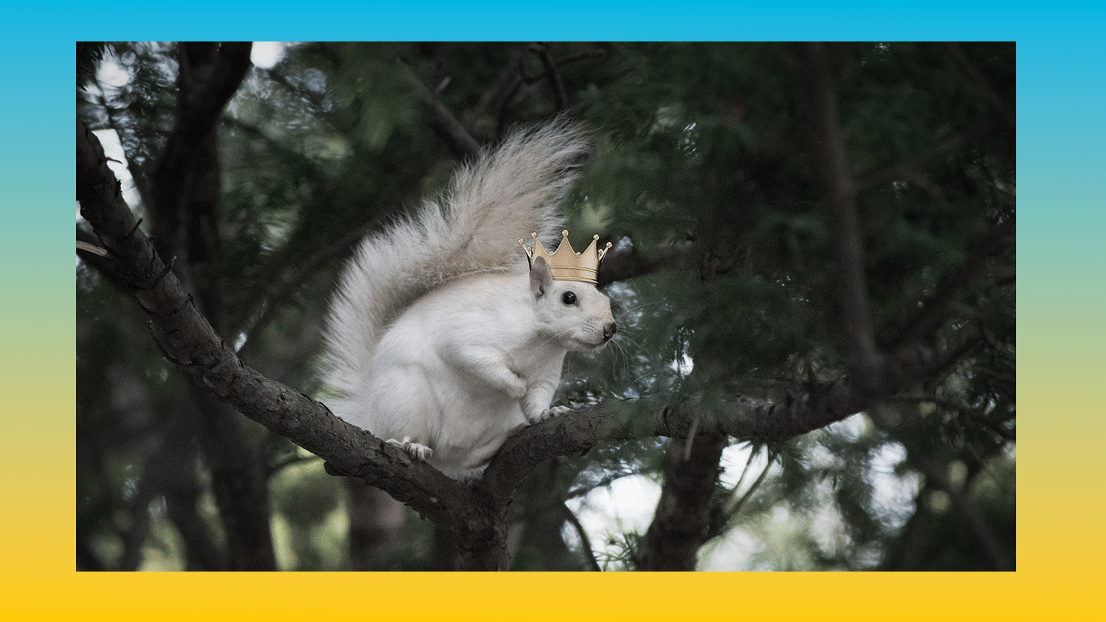 A squirrel sits on a tree branch wearing a golden crown on it's head.