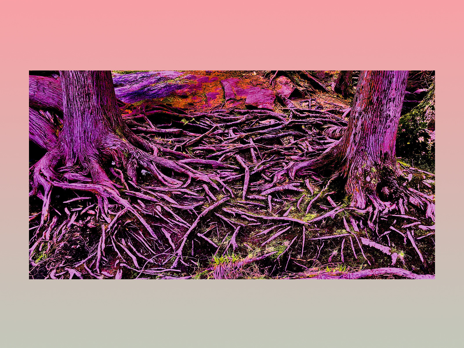 purple tree roots