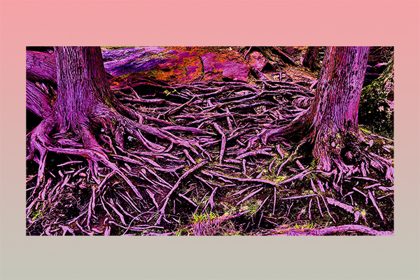 purple tree roots intertwined